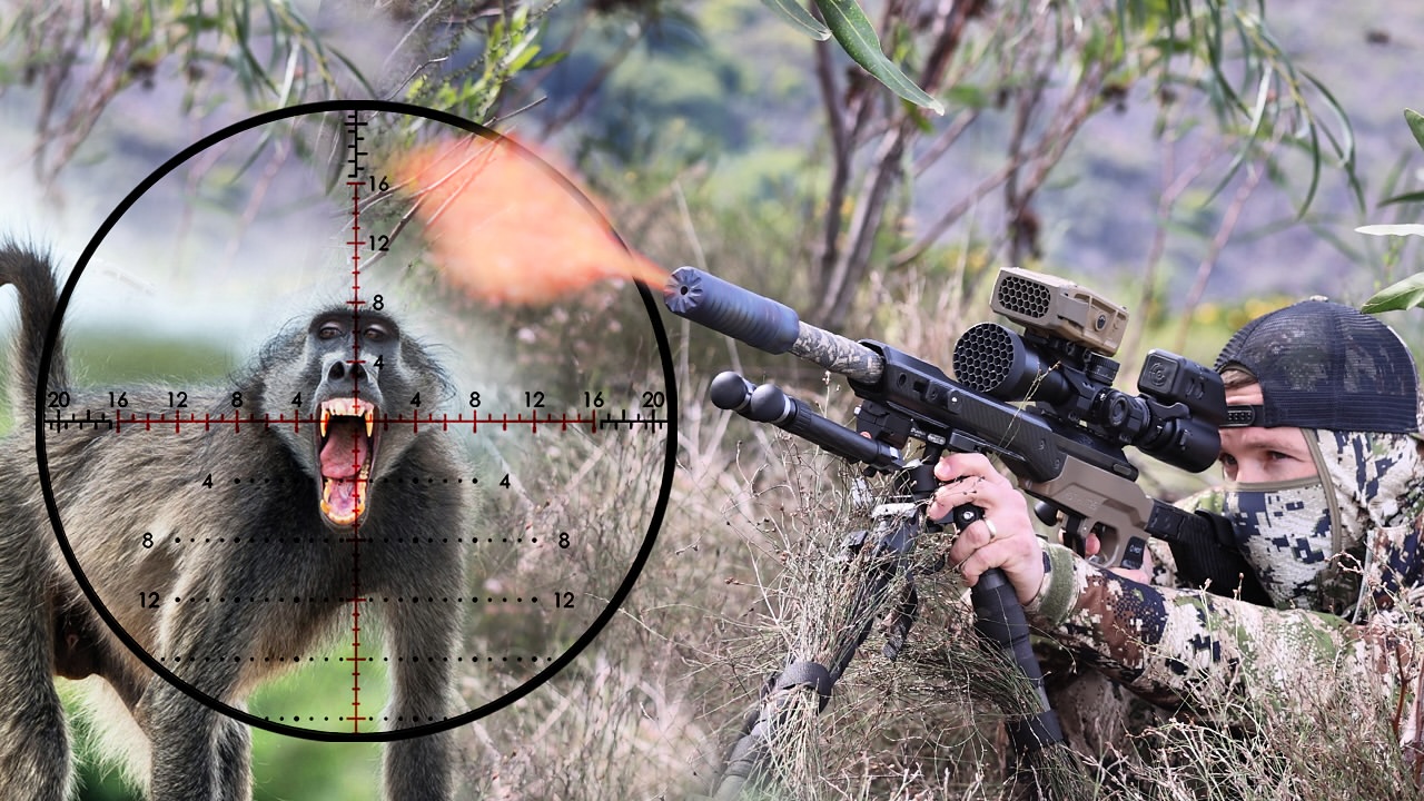 Baboon Battle: Ghillie Suit Sniper Takes On Overpopulating Baboons ...